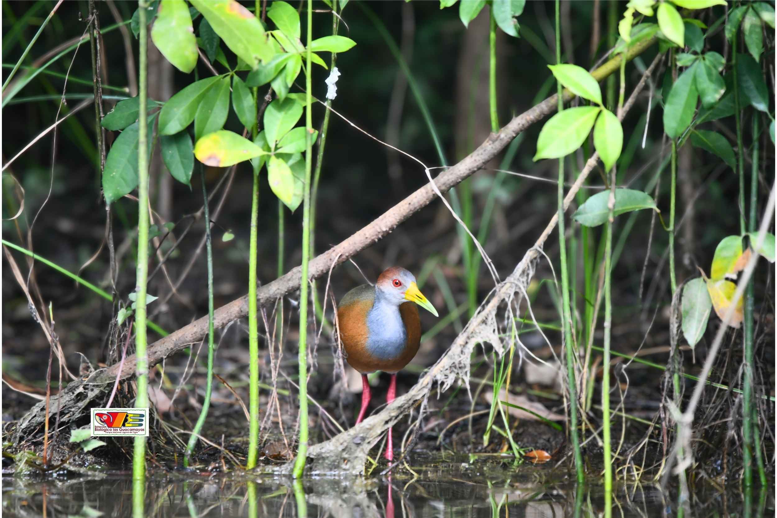 Fotografía de Naturaleza en la Estación Biológica Las Guacamayas 